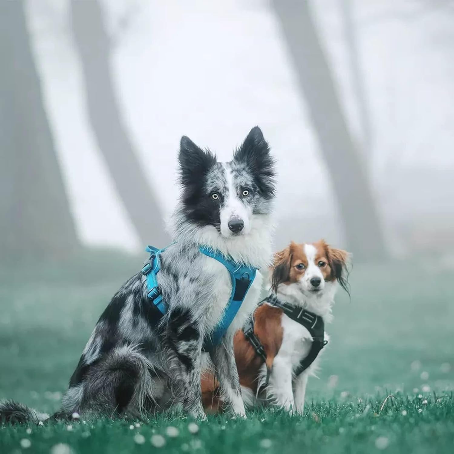 Truelove Adjustable No-Pull Dog Harness Reflective Pup Vest Harnesses Comfortable Control Brilliant Colors Tlh5651(Blue,Xs).