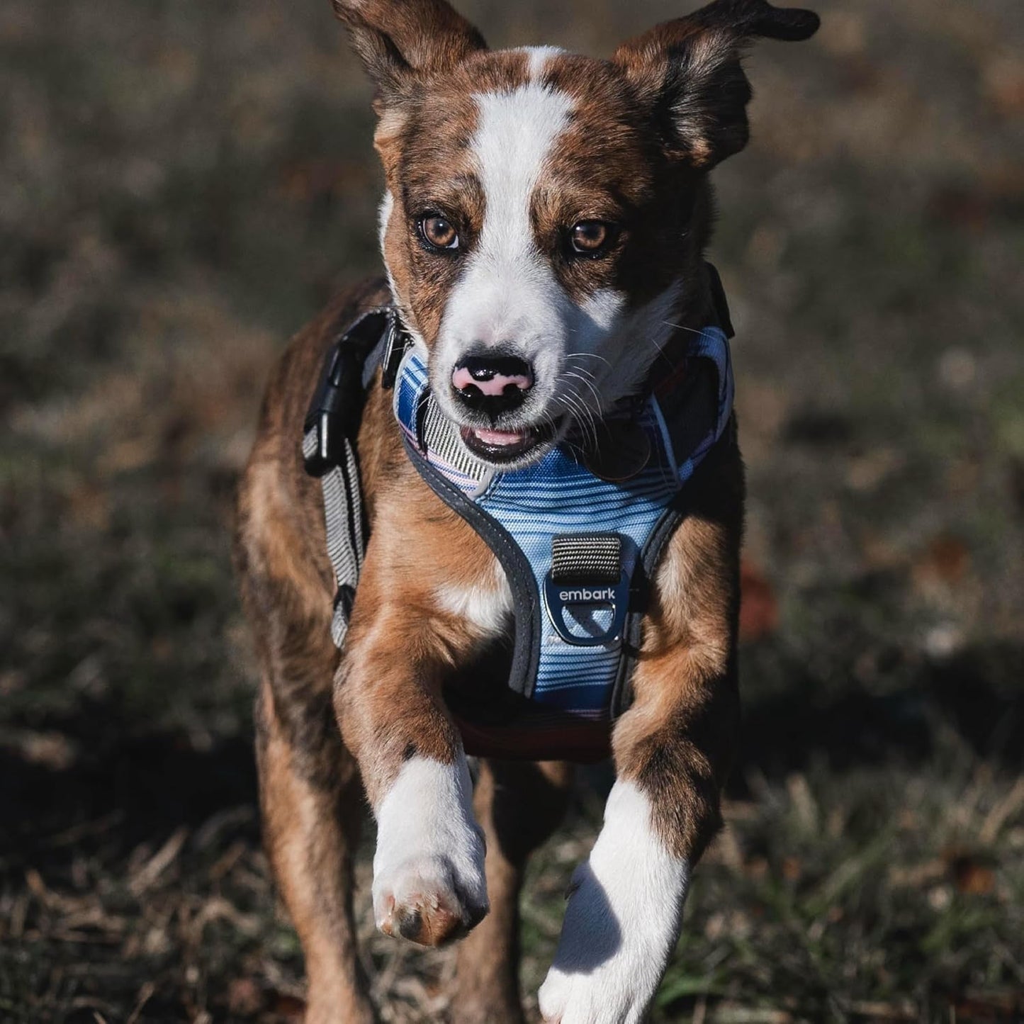 Embark Adventure Dog Harness, Reflective Trim No Pull Dog Harnesses for Small Sized Dogs - Military Grade Nylon, Front Clip with Gel Lined Handle..