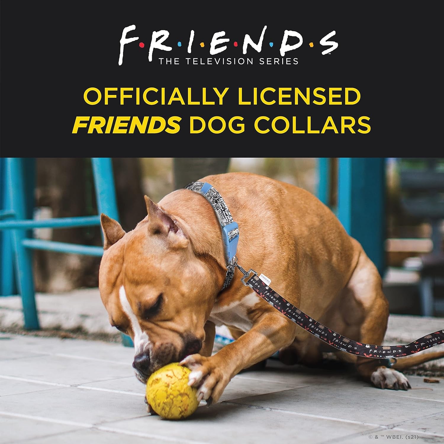 Friends Merch: Iconic TV Show Dog Collar, Black with D-Ring for Medium Dogs.